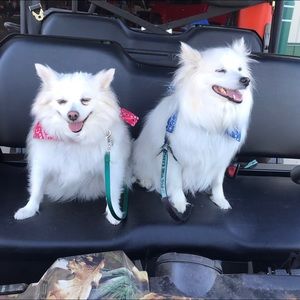 Meet your Posher, Tanya